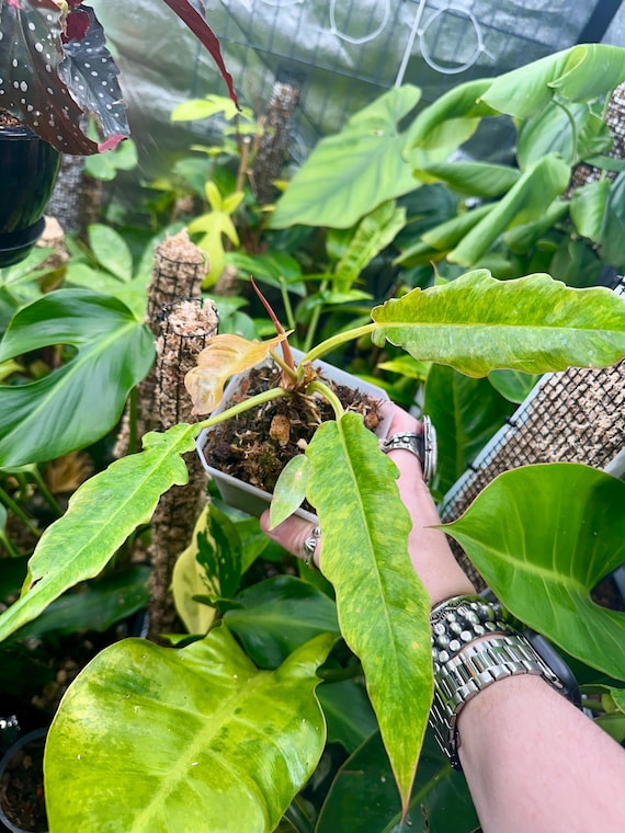 Philodendron Golden crocodile marble