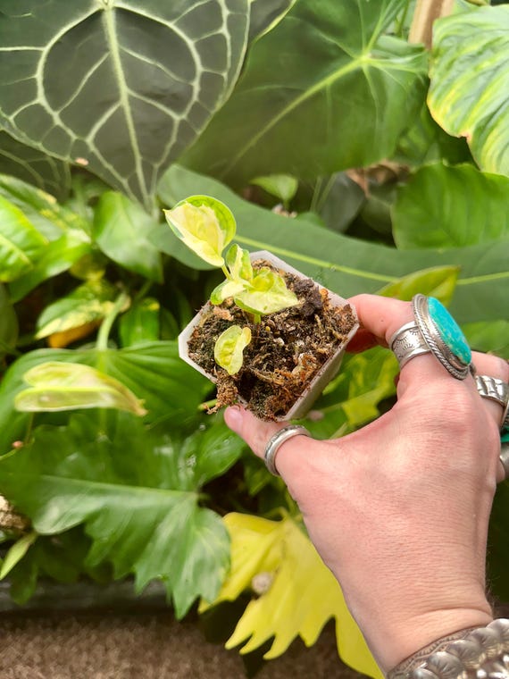 Tri Mutant Emerald Japanese Global Pothos