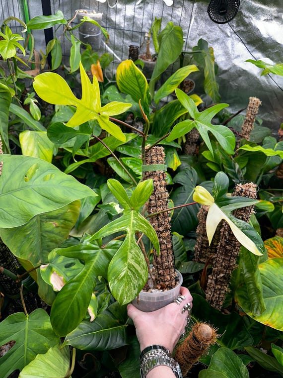 Florida beauty Variegated