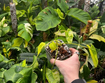 Variegated Burle Marx Philodendron