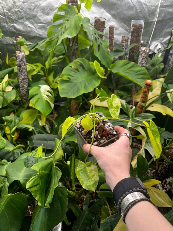 Variegated Burle Marx Philodendron
