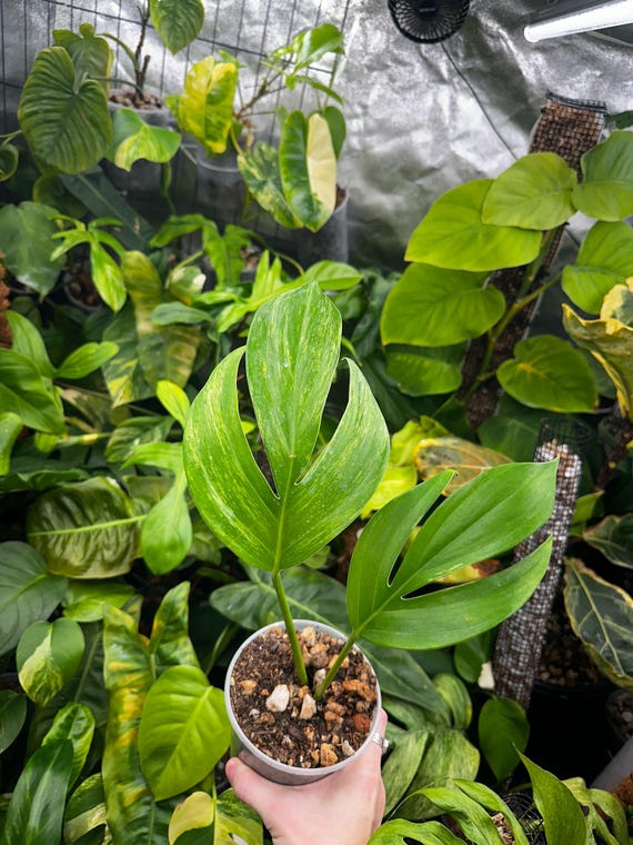 Variegated Dragon Tail (Rhaphidophora Decursiva)