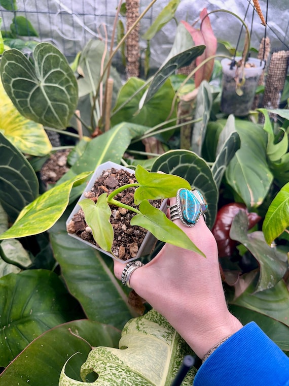 Philodendron SP