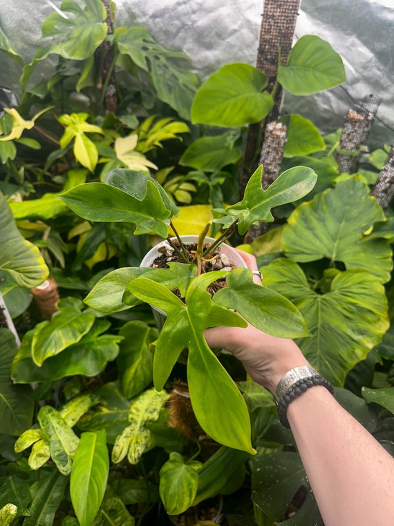 Philodendron Florida Ghost Plant