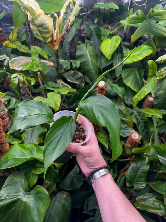 Monstera Lechleriana