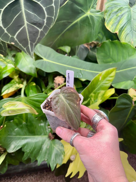Variegated Philodendron Micans Mint Cutting Rooted