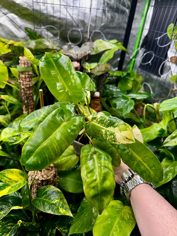 Variegated Burle Marx Philodendron