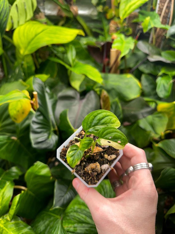 Tricolor Variegata Albo Monstera adansonii 2 growths