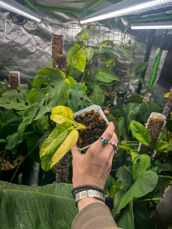 Philodendron Domesticum high Variegated