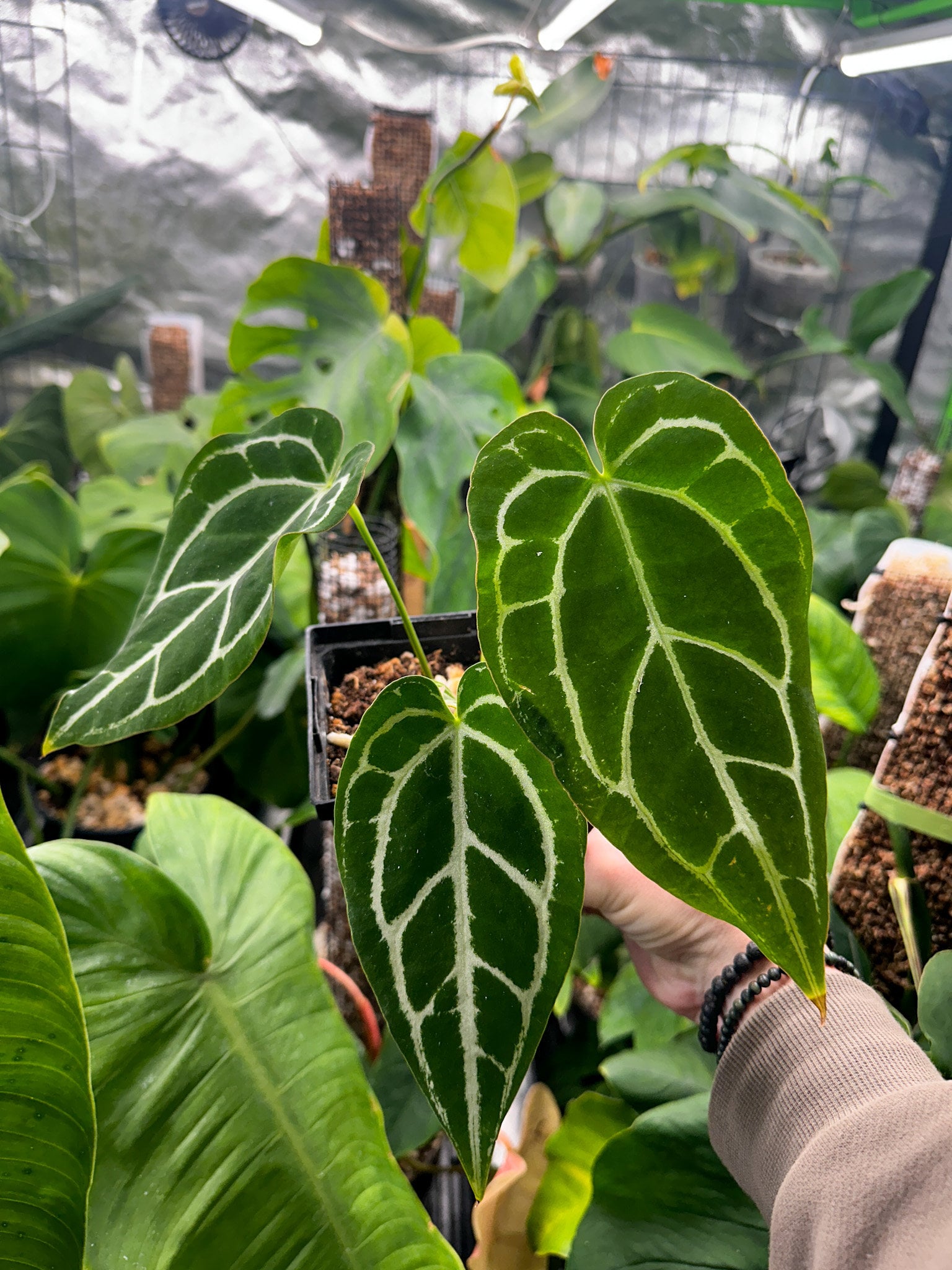 Silver Crystal Anthurium Crystallinum - Etsy