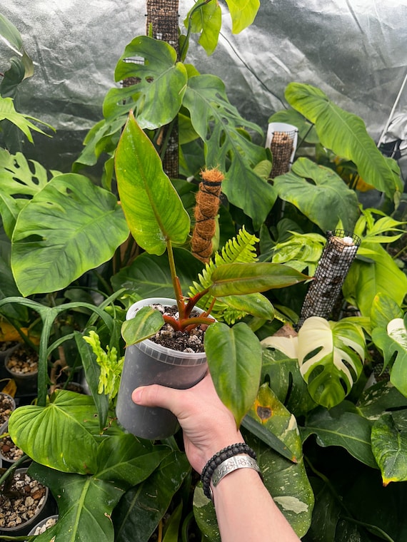 Philodendron Sp Red Blushing