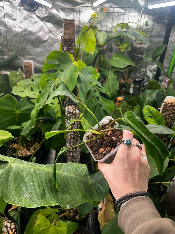 Philodendron Joepii