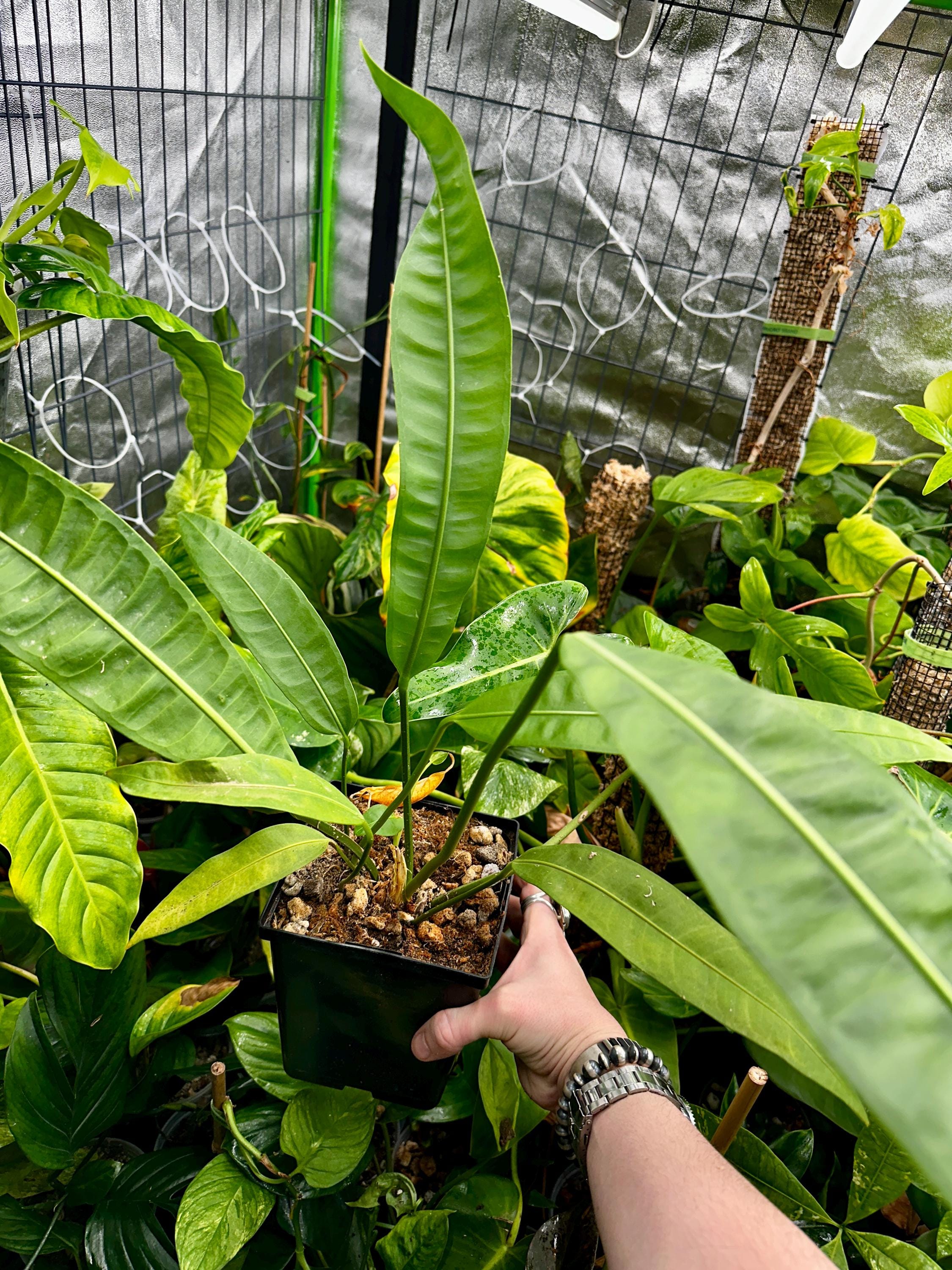 Anthurium Sp Morona - Etsy