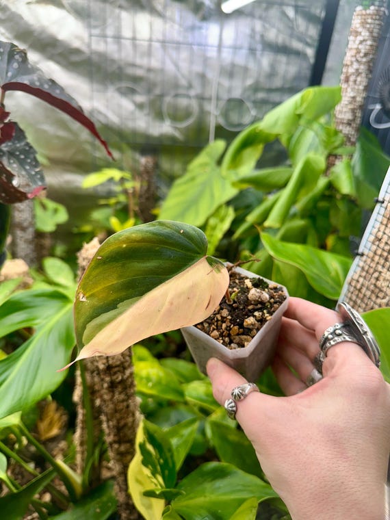 Philodendron Variegated Micans Plant | True Pink