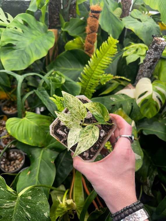 Epipremnum Pinnatum Marble