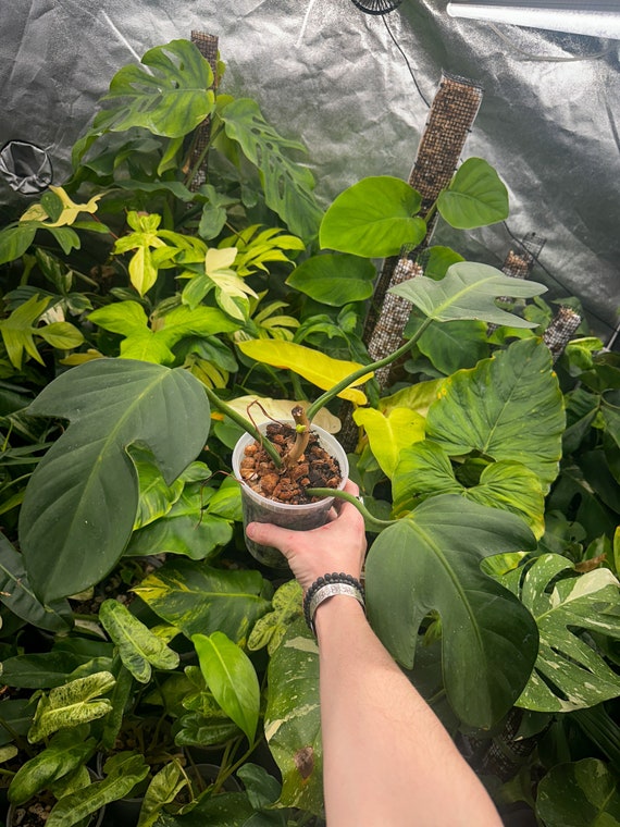 Philodendron Panduriforme Butt Cut New Growth