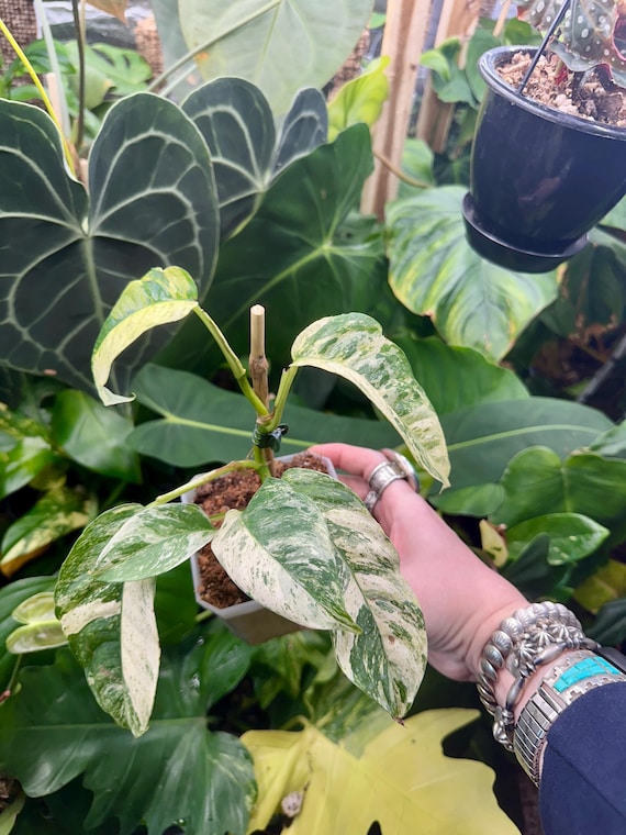 Rhaphidophora Megasperma Narrow Variegated