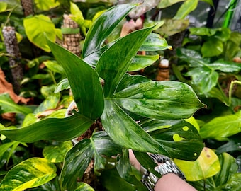 Variegated Dragon Tail Philodendron