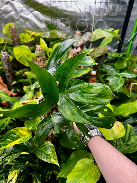 Variegated Dragon Tail Philodendron