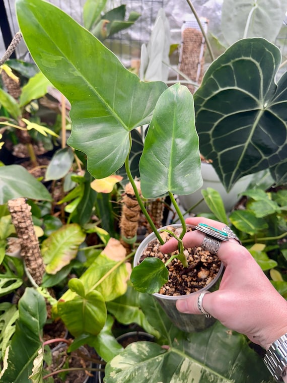 Philodendron Golden Dragon Mint sp