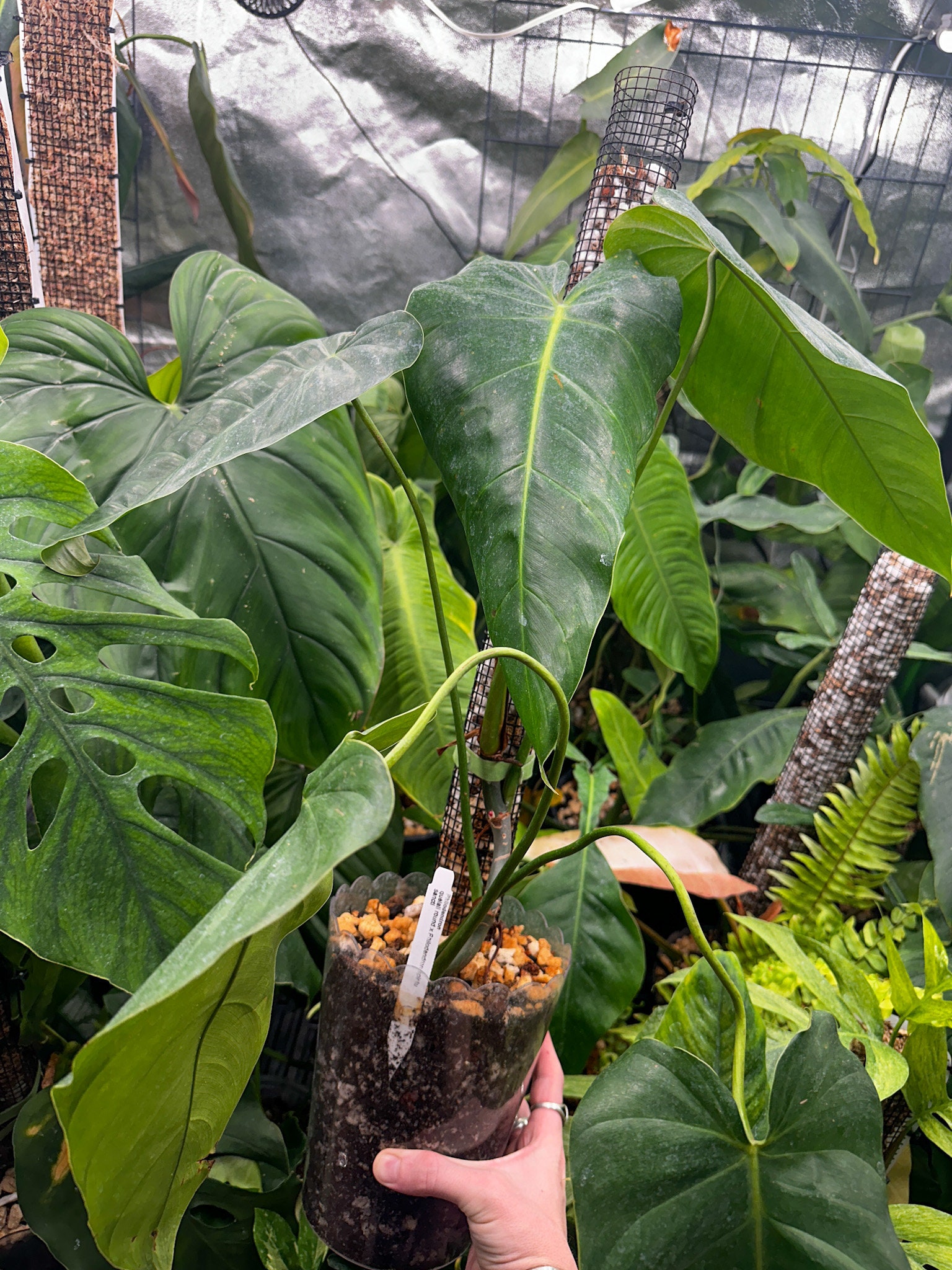 その他観葉植物 122 quelali round x spiritu sancti 122 quelali round x spiritu sancti Philodendron spiritus sancti