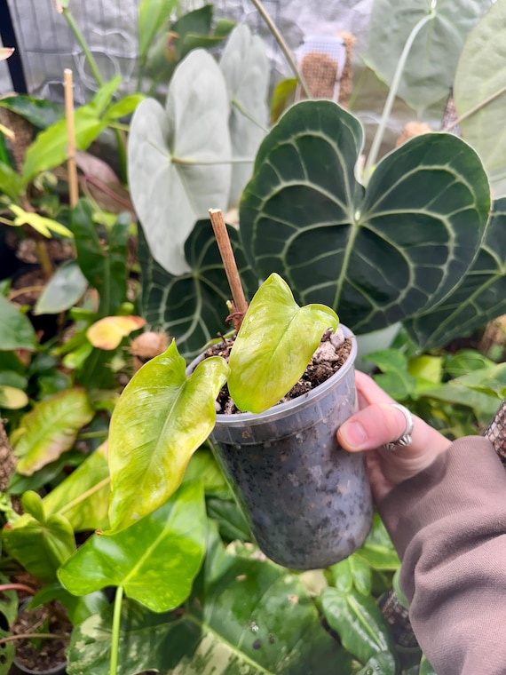 philodendron brevispathum silver