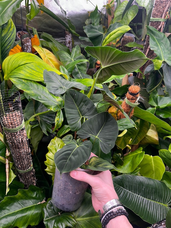 Philodendron Lupinum Mature