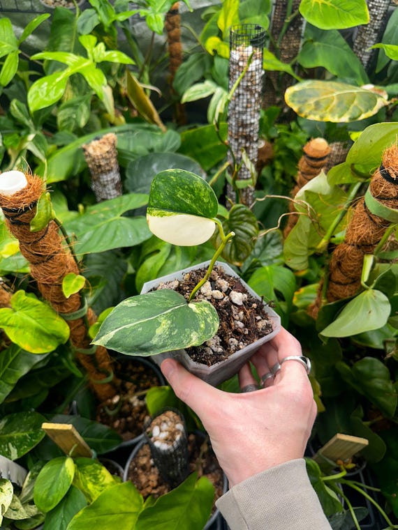 Scindapsus Jade- Albo Variegated Cutting Rooted