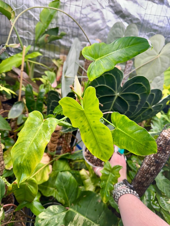 Philodendron Golden Dragon