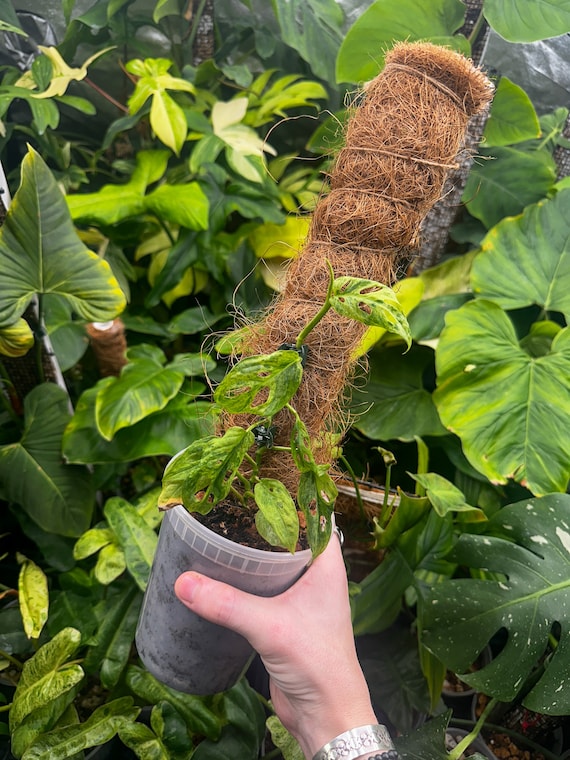 Monstera Adansonii 'Mint' Mottle Variegation