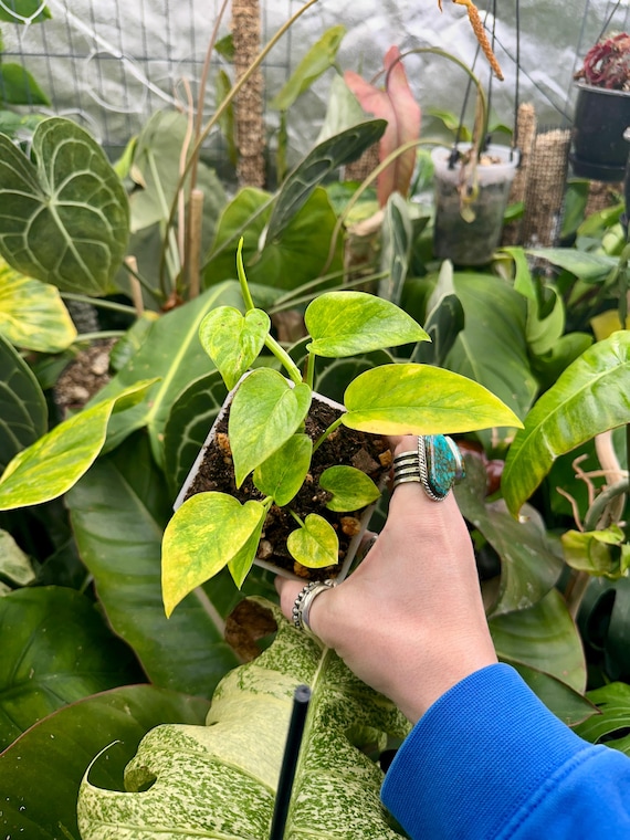 Epipremnum Pinnatum "Cebu Blue " Aurea Variegated