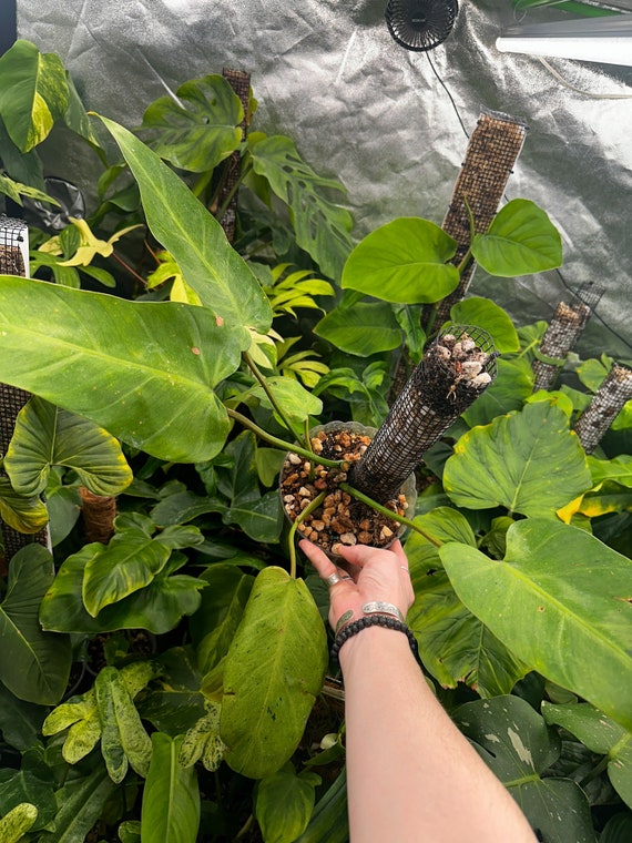 Philodendron Whipple Way Mint Butt-Cut- Rare Philodendron