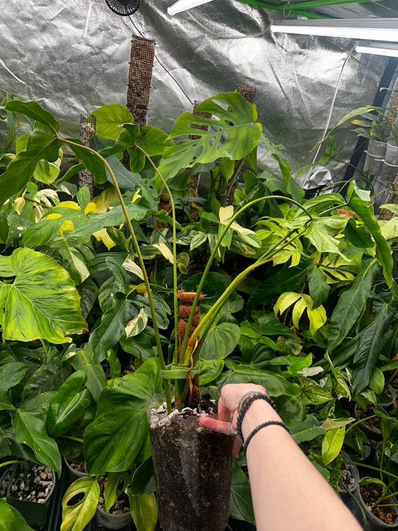Philodendron Delinksii