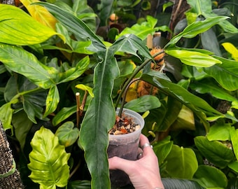 Philodendron Gloriosum X Philodendron Asplundii - Etsy