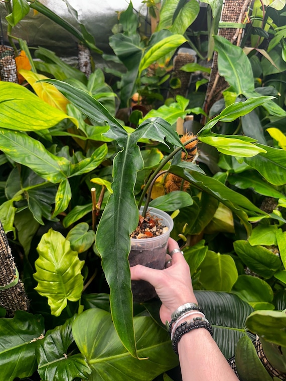 Philodendron Paloraense cf X Philodendron tortum