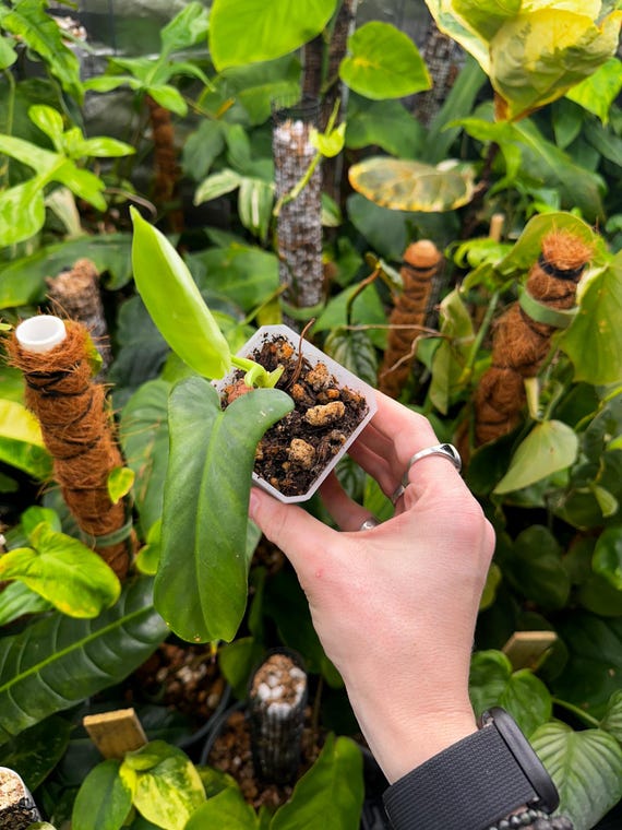 Philodendron Bipennifolium Revert