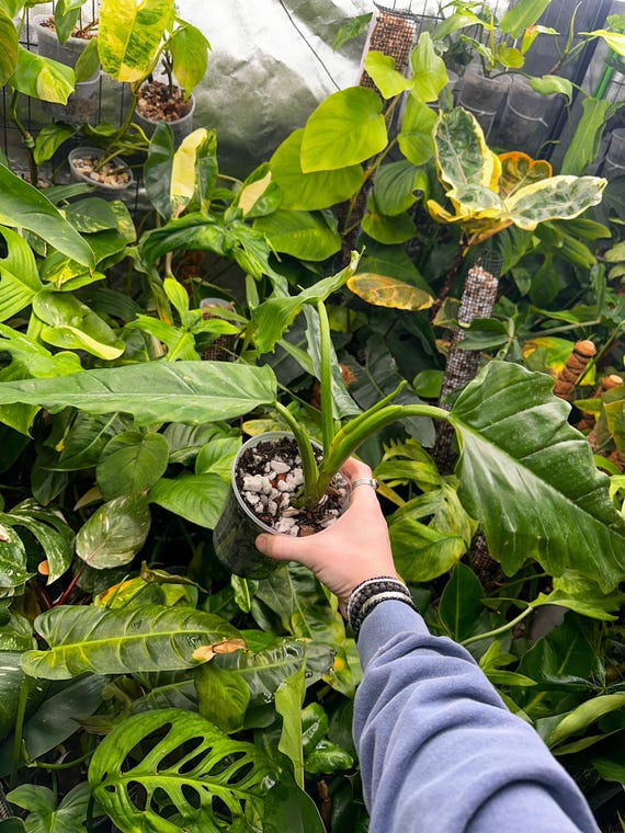 Philodendron Subhastatum x Philodendron Tortum