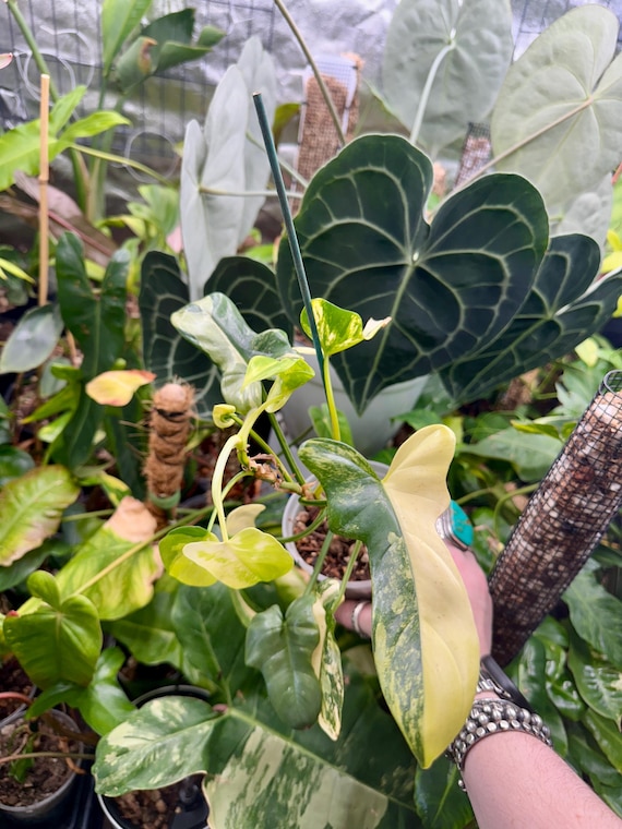 Philodendron Bipennifolium Variegated