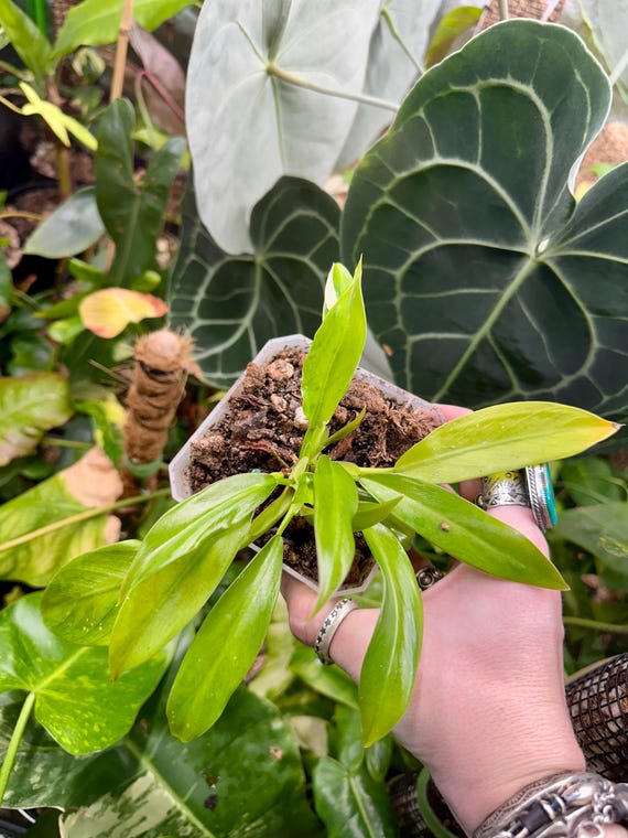 Variegated Philodendron Wend-Imbe