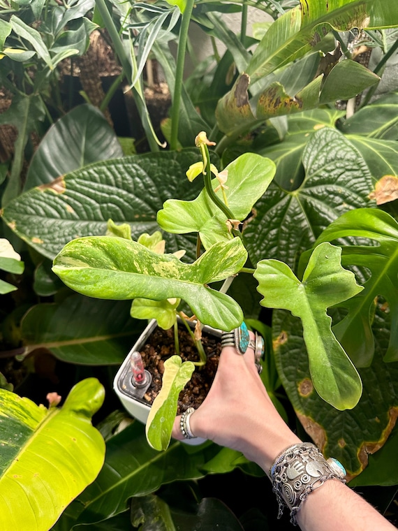 Philodendron Variegated Florida Beauty X Mayoi Narrow