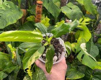 May include: A variegated plant with yellow and green leaves in a white pot. The plant is being held by a hand wearing a silver bracelet.