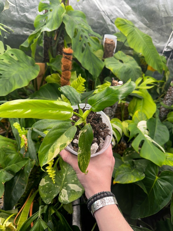 Philodendron Domesticum Variegated