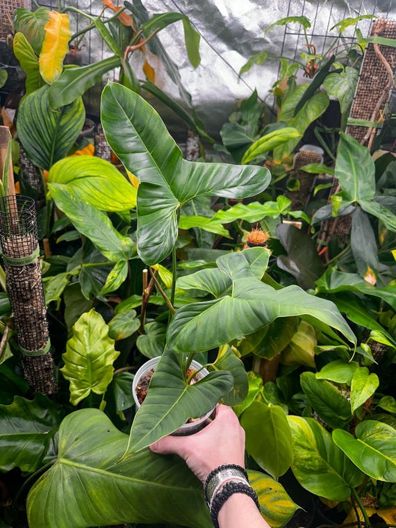 Philodendron Lupinum Mature