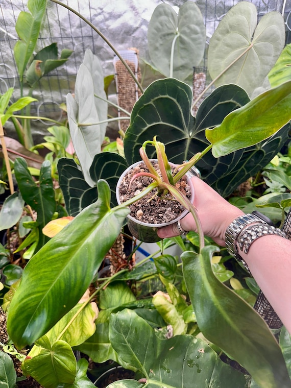 Philodendron Mexicanum