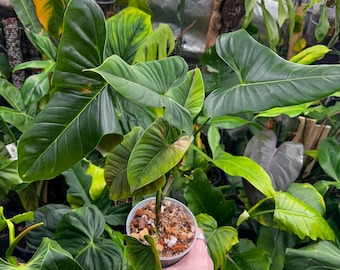 philodendron lupinum mature Philodendron lupinum main image 0