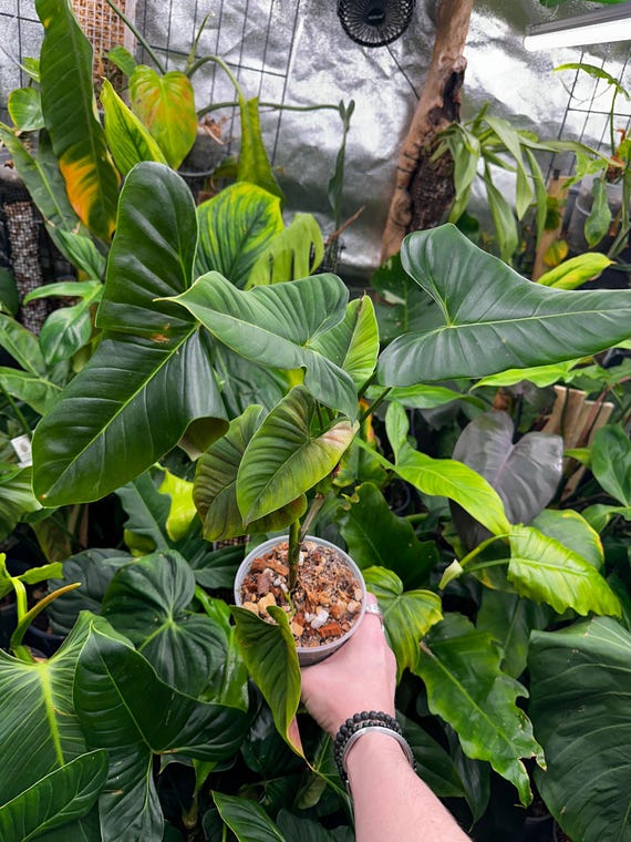 Philodendron Lupinum Mature