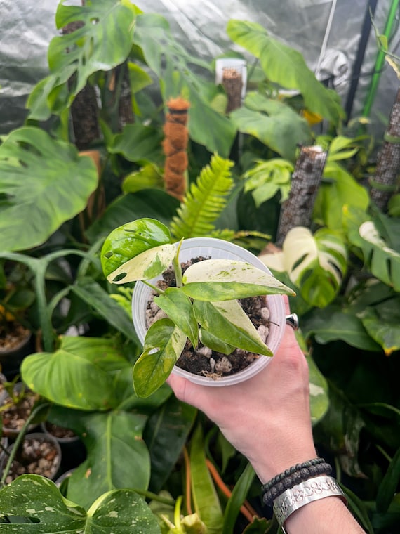 Epipremnum Pinnatum Marble