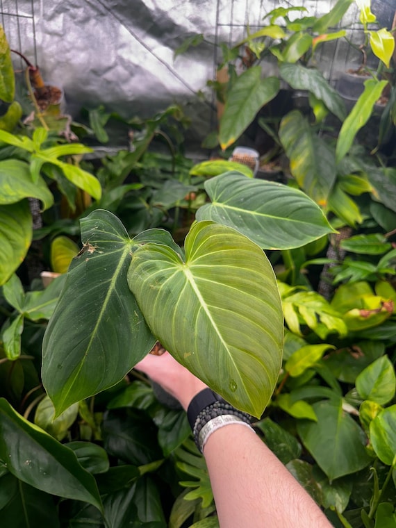 Philodendron Sp 'Glorious'