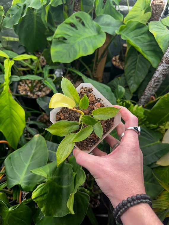 Philodendron Florida Ghost Starter Plant