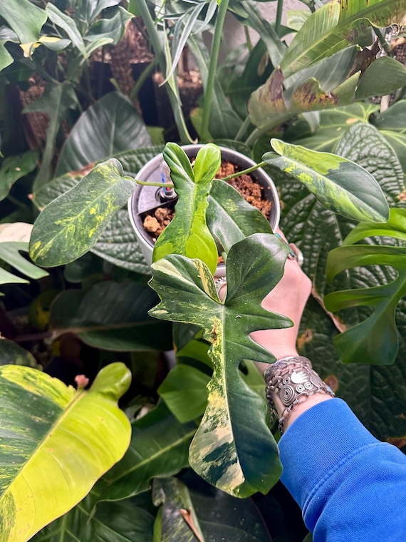 Variegated Philodendron Florida Beauty x Bob Cee